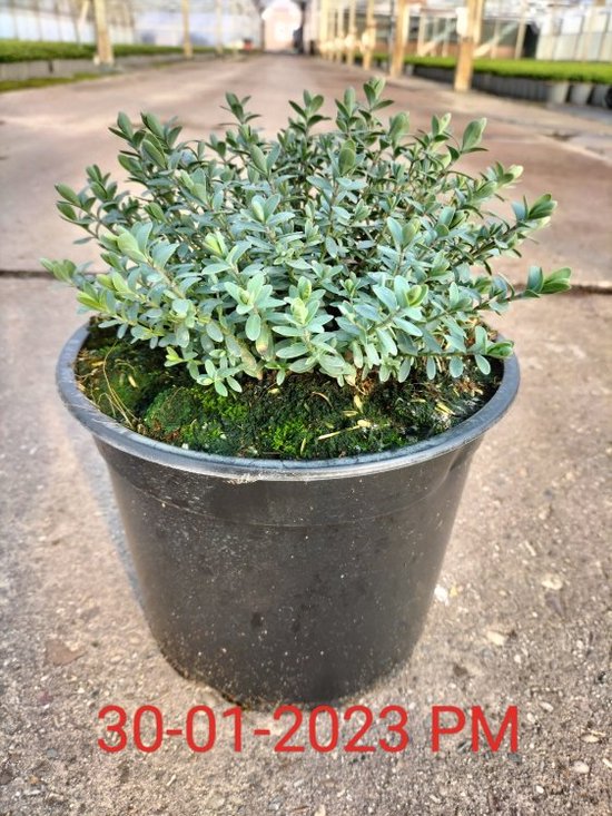 Shop Hebe pinguifolia 'Pagei' Online - Plant New Day