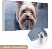 MuchoWow® Glasschilderij 40x20 cm - Schilderij acrylglas - Close-up van een Yorkshire Terrier - Foto op glas - Schilderijen