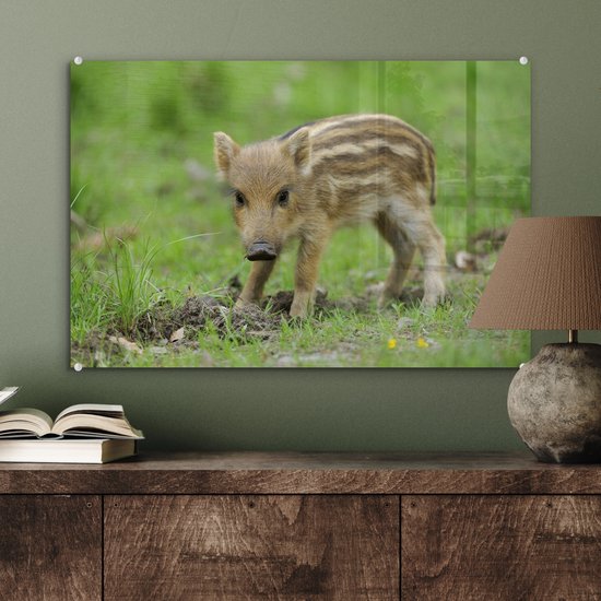 MuchoWow® Peinture sur verre - Sanglier dans l'herbe - 60x40 cm - Peintures sur verre acrylique - Photo sur Glas