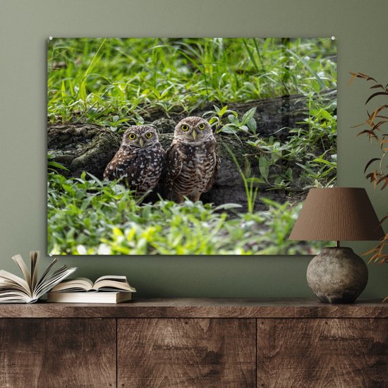 MuchoWow® Peinture sur verre 80x60 cm - Peinture sur verre acrylique - Deux chevêches des terriers devant leur tanière - Photo sur verre - Peintures