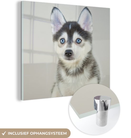 MuchoWow® Glasschilderij 50x50 cm - Schilderij acrylglas - Pomsky Puppy portret - Foto op glas - Schilderijen