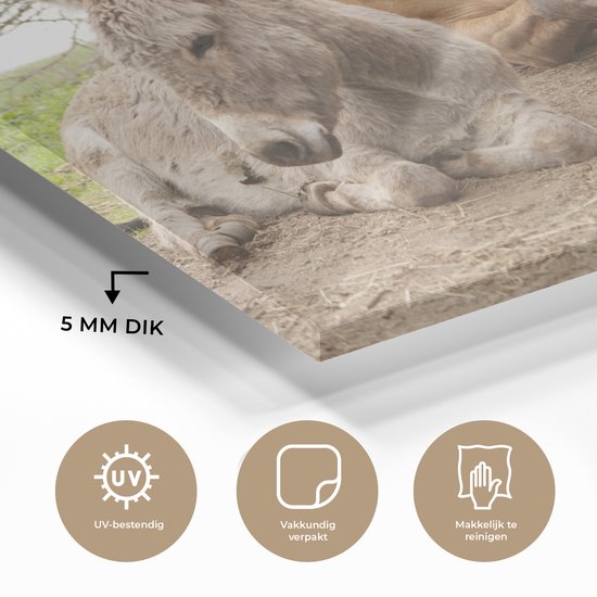 Peinture sur Verre - Âne Chat et Cheval sur Chemin de Terre - 180x120 cm - Peintures sur Verre Peintures - Photo sur Glas