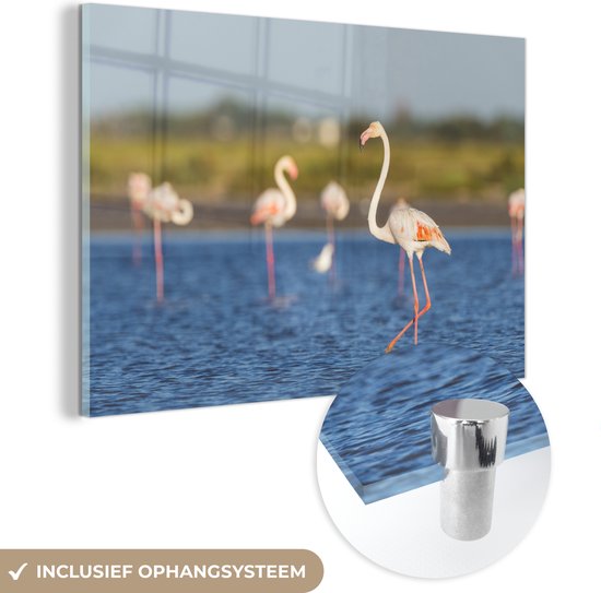 Glasschilderij - Een groep flamingo's in het water - Plexiglas Schilderijen