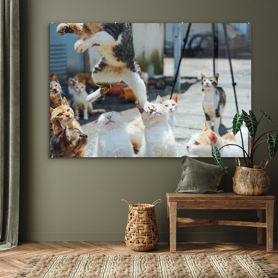 ® Glasschilderij 180x120 cm - Schilderij acrylglas - Komische kat die over andere katten heen springt - Foto op glas - Muurdecoratie woonkamer - Wanddecoratie slaapkamer - Schilderijen