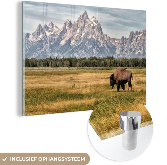 MuchoWow® Peinture sur verre 150x100 cm - Peinture sur verre acrylique - Un bison sauvage broute dans les plaines du parc national de Grand Teton - Photo sur verre - Peintures