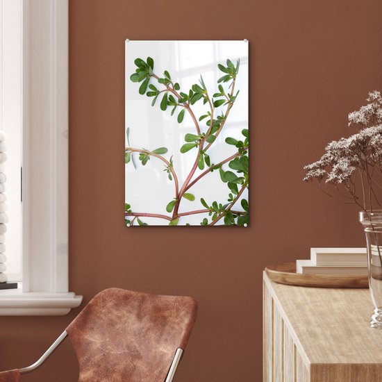 Pourpier sur fond blanc Plexiglas 40x60 cm - Tirage photo sur Glas (décoration murale en plexiglas)