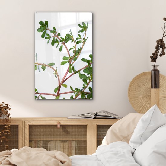 Pourpier sur fond blanc Plexiglas 40x60 cm - Tirage photo sur Glas (décoration murale en plexiglas)