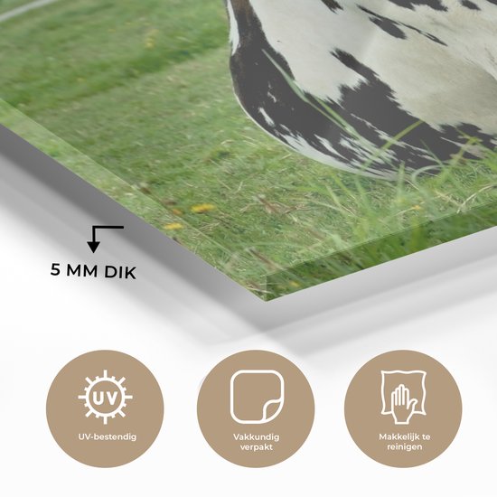 Vache frisonne au repos sur un pâturage vert Plexiglas 120x80 cm - Tirage photo sur Glas (décoration murale en plexiglas)