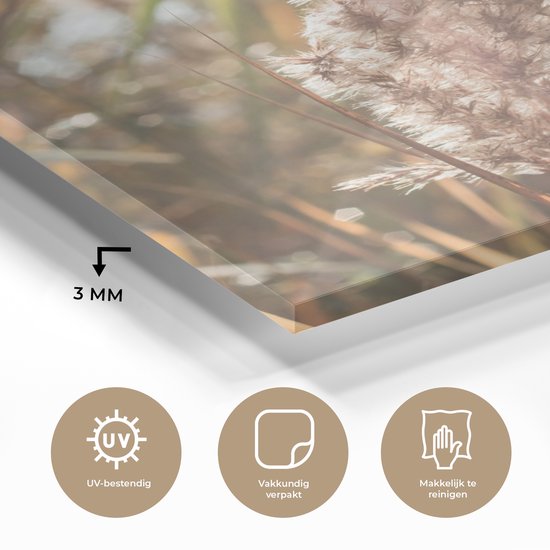 MuchoWow® Peinture sur verre 50x50 cm - Peinture sur verre acrylique - Roseau - Soleil - Plante - Photo sur verre - Peintures