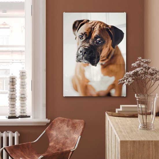 Un Boxer air triste Plexiglas 60x80 cm - Tirage photo sur Glas (décoration murale plexiglas)