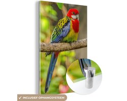 MuchoWow® Glasschilderij 20x30 cm - Schilderij acrylglas - Een rosella steelt met haar kleurrijke vacht de show op een tak - Foto op glas - Schilderijen