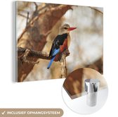 MuchoWow® Glasschilderij 60x40 cm - Schilderij acrylglas - Grijskopijsvogel in de schaduw van een boom - Foto op glas - Schilderijen