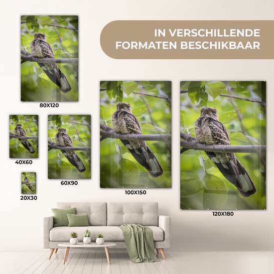Engoulevent perché sur une branche en plexiglas 60x90 cm - Tirage photo sur Glas (décoration murale en plexiglas)
