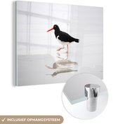 Oystercatcher reflète dans l'eau Plexiglas 80x60 cm - Tirage photo sur Glas (décoration murale en plexiglas)