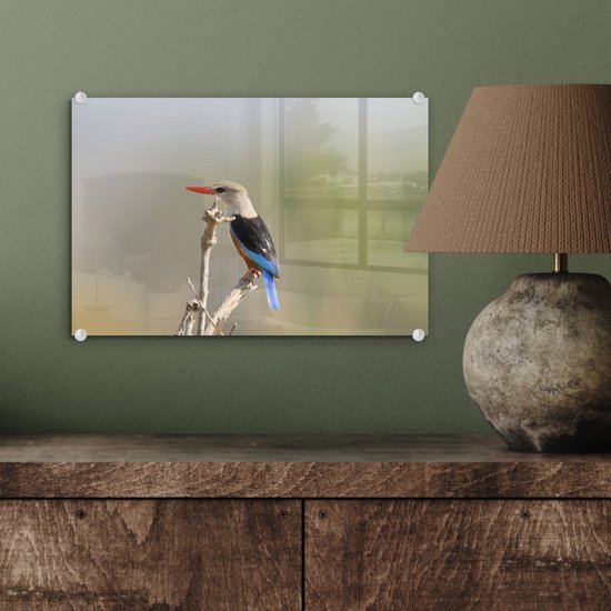 ® Glasschilderij 30x20 cm - Schilderij acrylglas - Grijskopijsvogel klimt naar de top van een tak - Foto op glas - Muurdecoratie woonkamer - Wanddecoratie slaapkamer - Schilderijen