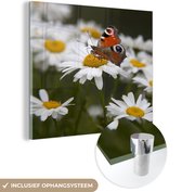 MuchoWow® Glasschilderij 20x20 cm - Schilderij acrylglas - Dagpauwoog vlinder met madeliefjes - Foto op glas - Schilderijen