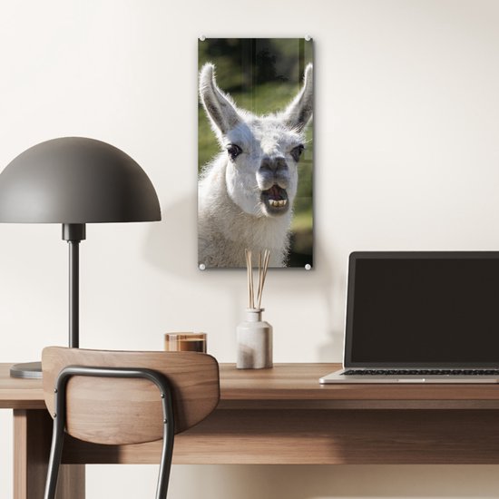 MuchoWow® Peinture sur verre 20x40 cm - Peinture sur verre acrylique - Lama - Drôle - Enfants - Garçons - Filles - Kids - Photo sur verre - Peintures