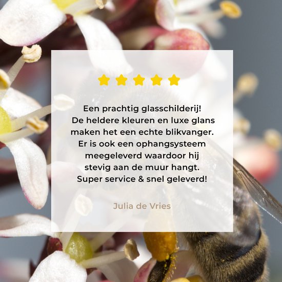 ® Glasschilderij 20x30 cm - Schilderij acrylglas - Honingbij op de skimmia bloem - Foto op glas - Muurdecoratie woonkamer - Wanddecoratie slaapkamer - Schilderijen