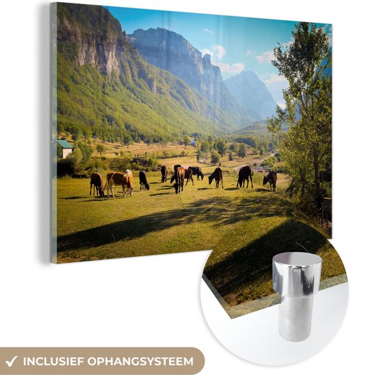 MuchoWow® Glasschilderij 90x60 cm - Schilderij acrylglas - Grazende koeien in Albanië - Foto op glas - Schilderijen