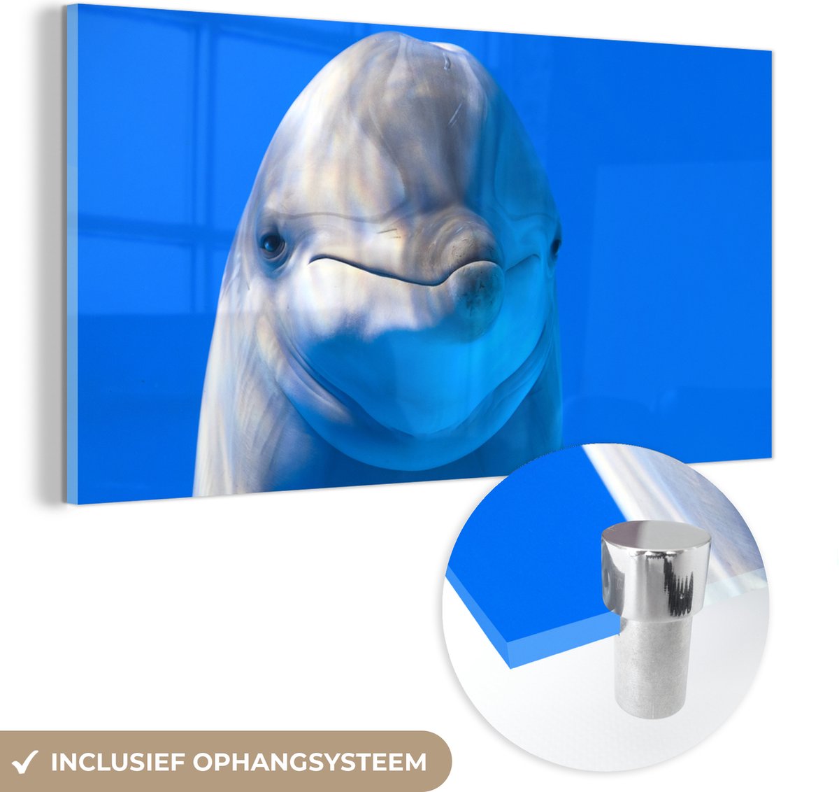 ® Glasschilderij 120x60 cm - Schilderij acrylglas - Dolfijn in een aquarium - Foto op glas - Muurdecoratie woonkamer - Wanddecoratie slaapkamer - Schilderijen