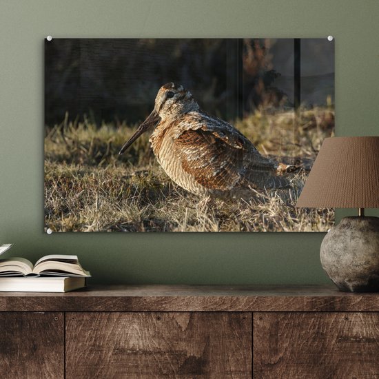 Belle bécasse dans un champ Plexiglas 60x40 cm - Tirage photo sur Glas (décoration murale plexiglas)