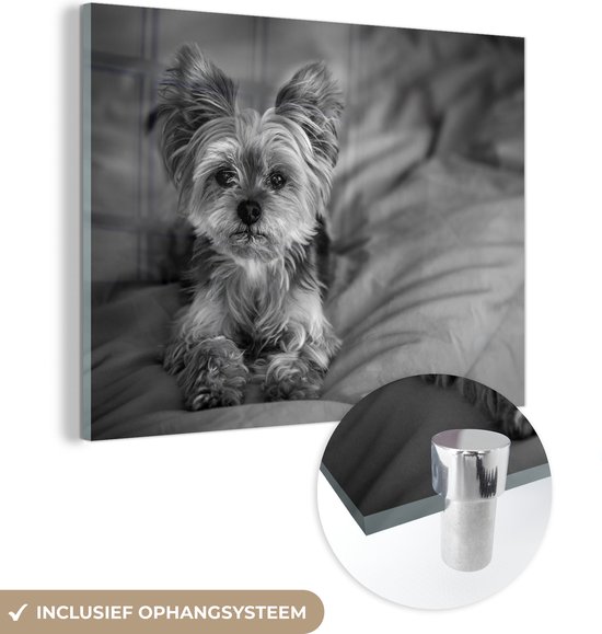 MuchoWow® Peinture sur verre 80x60 cm - Peinture sur verre - Un Yorkshire Terrier allongé sur un kussen - noir et blanc - Photo sur verre acrylique - Peintures