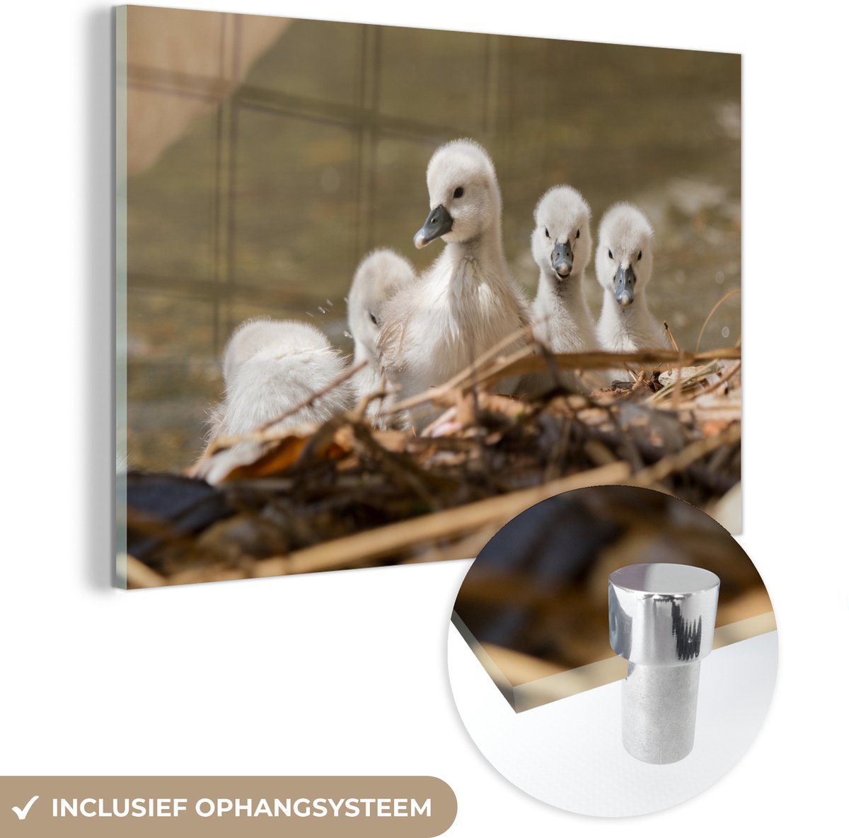 ® Glasschilderij 180x120 cm - Schilderij acrylglas - Nest - Zwaan - Baby - Foto op glas - Muurdecoratie woonkamer - Wanddecoratie slaapkamer - Schilderijen