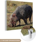 MuchoWow® Glasschilderij 90x90 cm - Schilderij acrylglas - Nijpaard - Eten - Gras - Foto op glas - Schilderijen