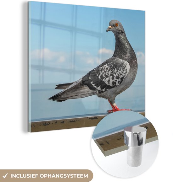 MuchoWow® Glasschilderij 50x50 cm - Schilderij acrylglas - Een prachtige duif zit op een muurtje bij de zee - Foto op glas - Schilderijen