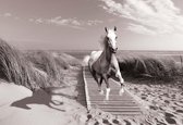 Fotobehang White Horse Beach Grey | XXL - 312cm x 219cm | 130g/m2 Vlies