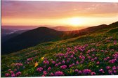 Dibond - Zonsondergang Verdwijnend achter Gebergte vol Paarse Bloemen - 90x60 cm Foto op Aluminium (Met Ophangsysteem)