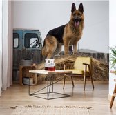Fotobehang German Shepherd Dog | VEL - 152.5cm x 104cm | 130gr/m2 Vlies