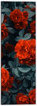 WallClassics - Dibond - Rode Volle Bloemen in Donkergroene Struik - 50x150 cm Foto op Aluminium (Met Ophangsysteem)