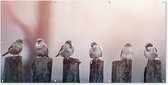 Schuttingposter Vogels - Mussen - Paaltjes - Hout - 200x100 cm - Tuindoek