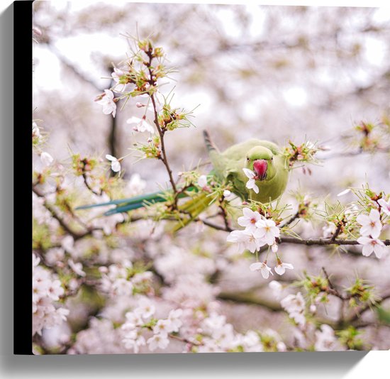 Canvas - Groene Vogel tussen de Roze Bloesem - 40x40 cm Foto op Canvas Schilderij (Wanddecoratie op Canvas)