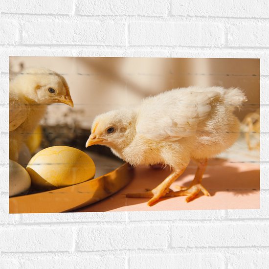 Muursticker - Kuikens bij Eieren met Schaduwen - 60x40 cm Foto op Muursticker