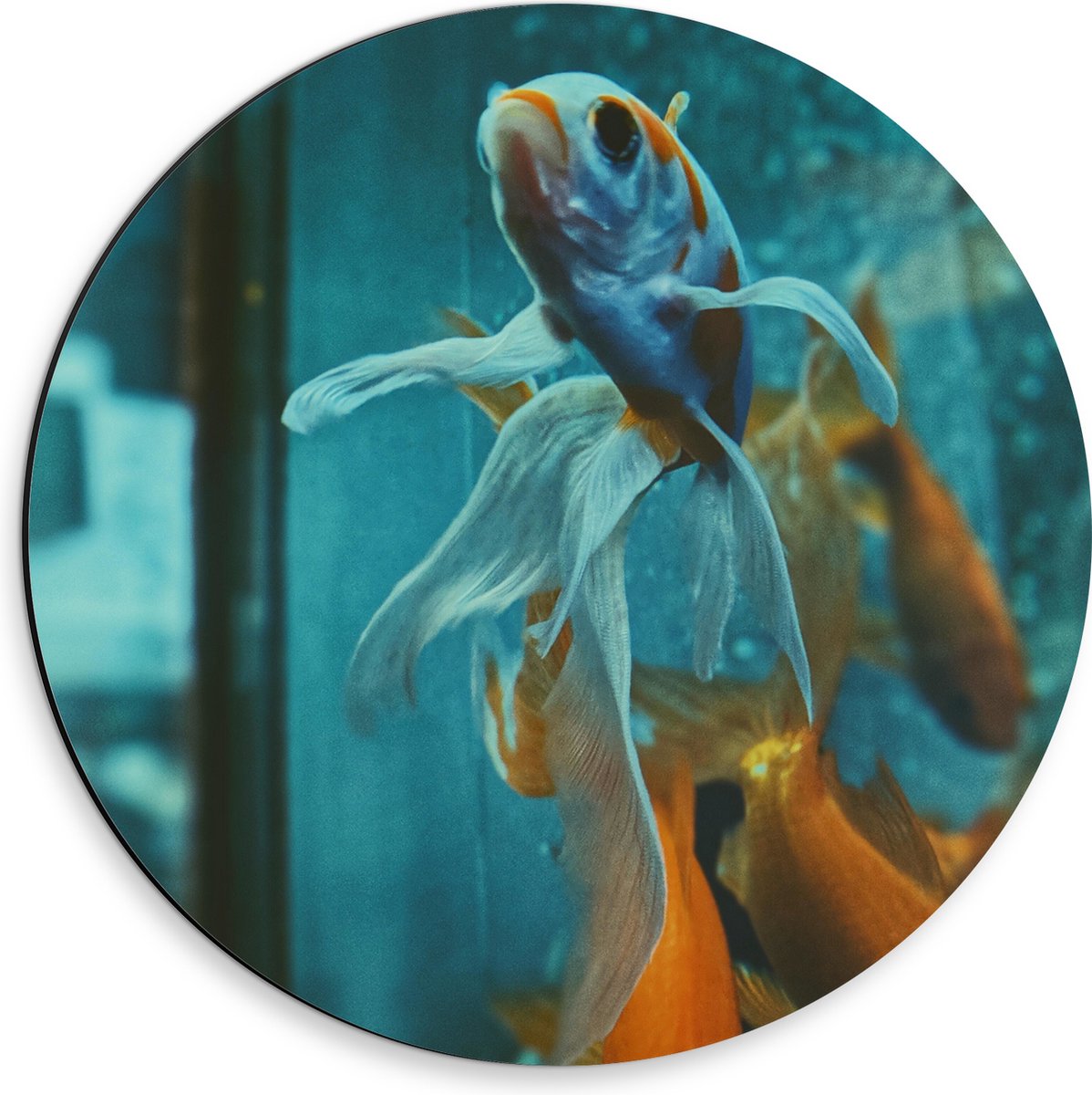 Dibond Muurcirkel - Blauw met Oranje Vis met Dansende Vinnen in het Aquarium - 30x30 cm Foto op Aluminium Muurcirkel (met ophangsysteem)