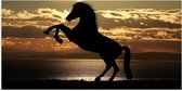Poster Glanzend – Silhouet van Stijgend Paard aan de Kust tijdens Zonsondergang - 100x50 cm Foto op Posterpapier met Glanzende Afwerking