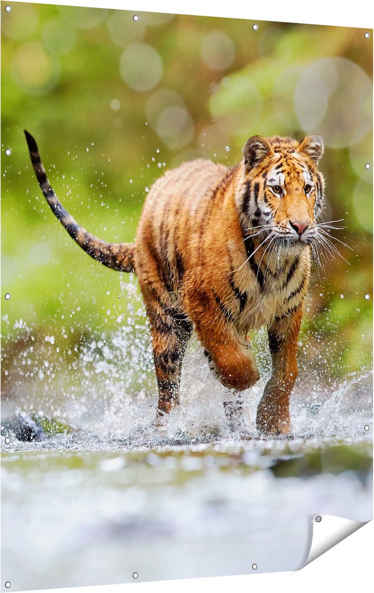 Gards Tuinposter Tijger Loopt in het Water - 120x160 cm - Tuindoek - Tuindecoratie - Wanddecoratie buiten - Tuinschilderij Multikleur