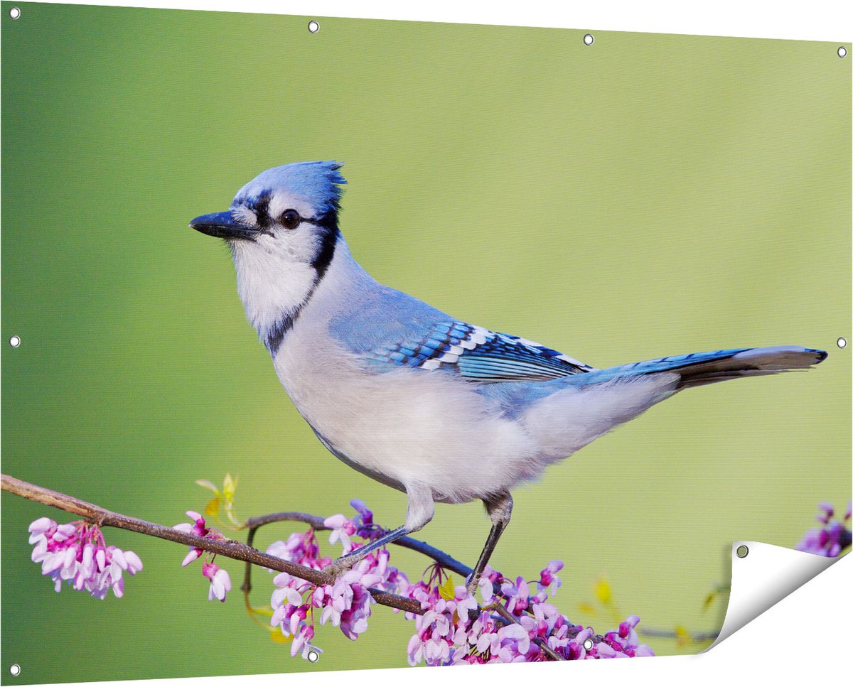 Gards Tuinposter Blauwe Gaai Vogel op een Tak - Kleur - 150x100 cm - Tuindoek - Tuindecoratie - Wanddecoratie buiten - Tuinschilderij Multikleur