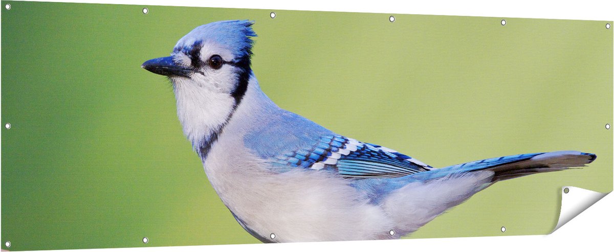 Gards Tuinposter Blauwe Gaai Vogel op een Tak - Kleur - 210x70 cm - Tuindoek - Tuindecoratie - Wanddecoratie buiten - Tuinschilderij Multikleur