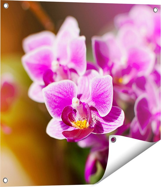 Gards Tuinposter Paarse Orchidee Bloemen - 60x60 cm - Tuindoek - Tuindecoratie - Wanddecoratie buiten - Tuinschilderij