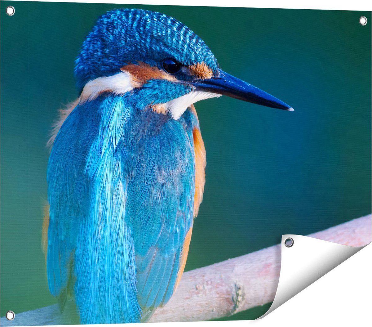 Gards Tuinposter Blauwe IJsvogel op een Tak - 80x60 cm - Tuindoek - Tuindecoratie - Wanddecoratie buiten - Tuinschilderij Multikleur