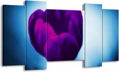 GroepArt - Schilderij - Tulp - Paars, Blauw, Wit - 120x65 5Luik - Foto Op Canvas - GroepArt 6000+ Schilderijen 0p Canvas Art Collectie - Wanddecoratie