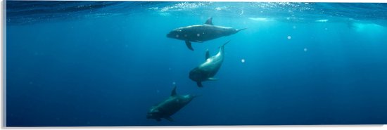 Acrylglas - Drie Dolfijnen Zwemmend bij het Wateroppervlak - 60x20 cm Foto op Acrylglas (Met Ophangsysteem)