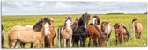 Tuinposter – Kudde IJslander Paarden in Groene Wei onder Schapenwolken - 120x40 cm Foto op Tuinposter (wanddecoratie voor buiten en binnen)