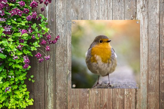 Tuinposter vogels - Roodborstje - Portret - Natuur - Tak - Tuindecoratie - Schuttingdoek - Schutting decoratie - Tuin - Tuinschilderij voor buiten - 50x50 cm - Tuindoek - Tuinposters buiten
