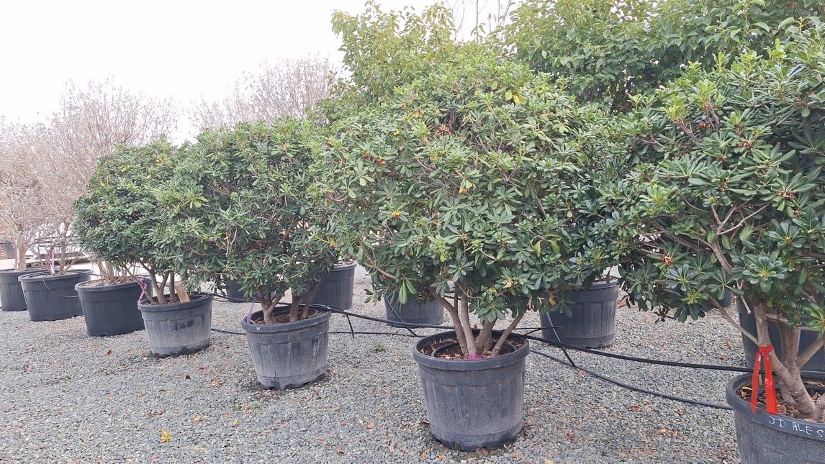 Dailygoods - Australische Laurier - Groenblijvende Sierheester