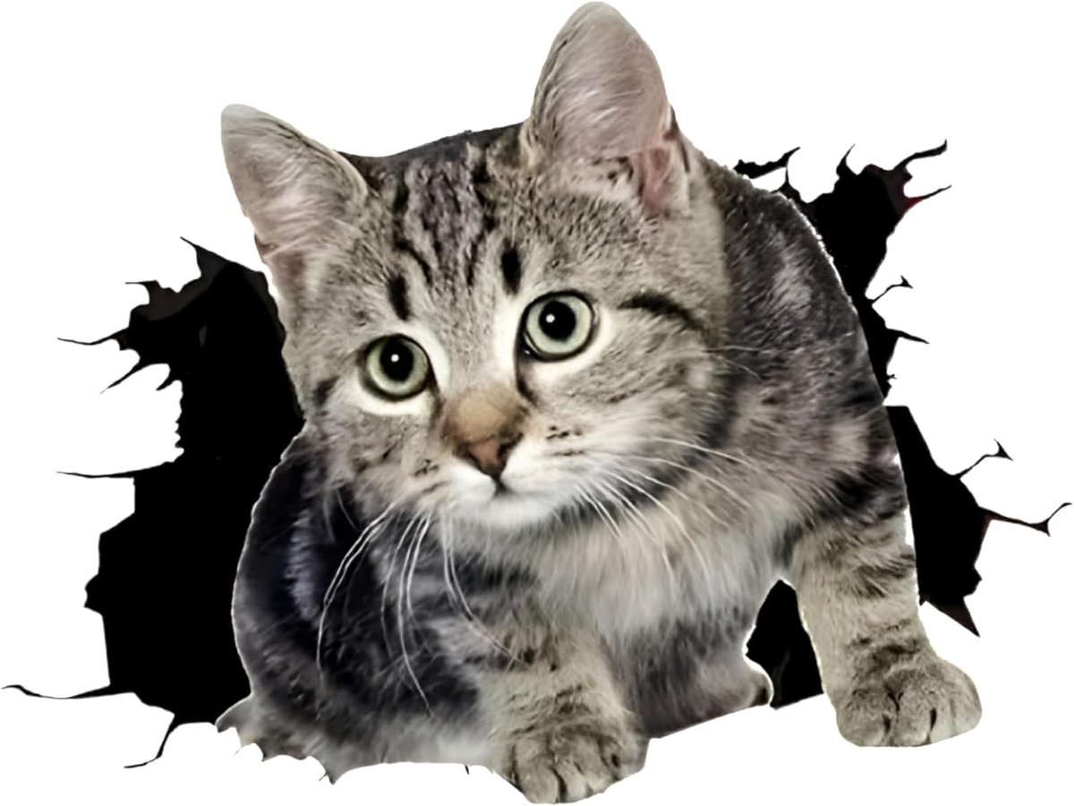 Schattige 3D realistische kitten sonde autostickers, 5,5 inch, set van 2 bumperstickers voor auto's, motorfietsen - ShopVlot