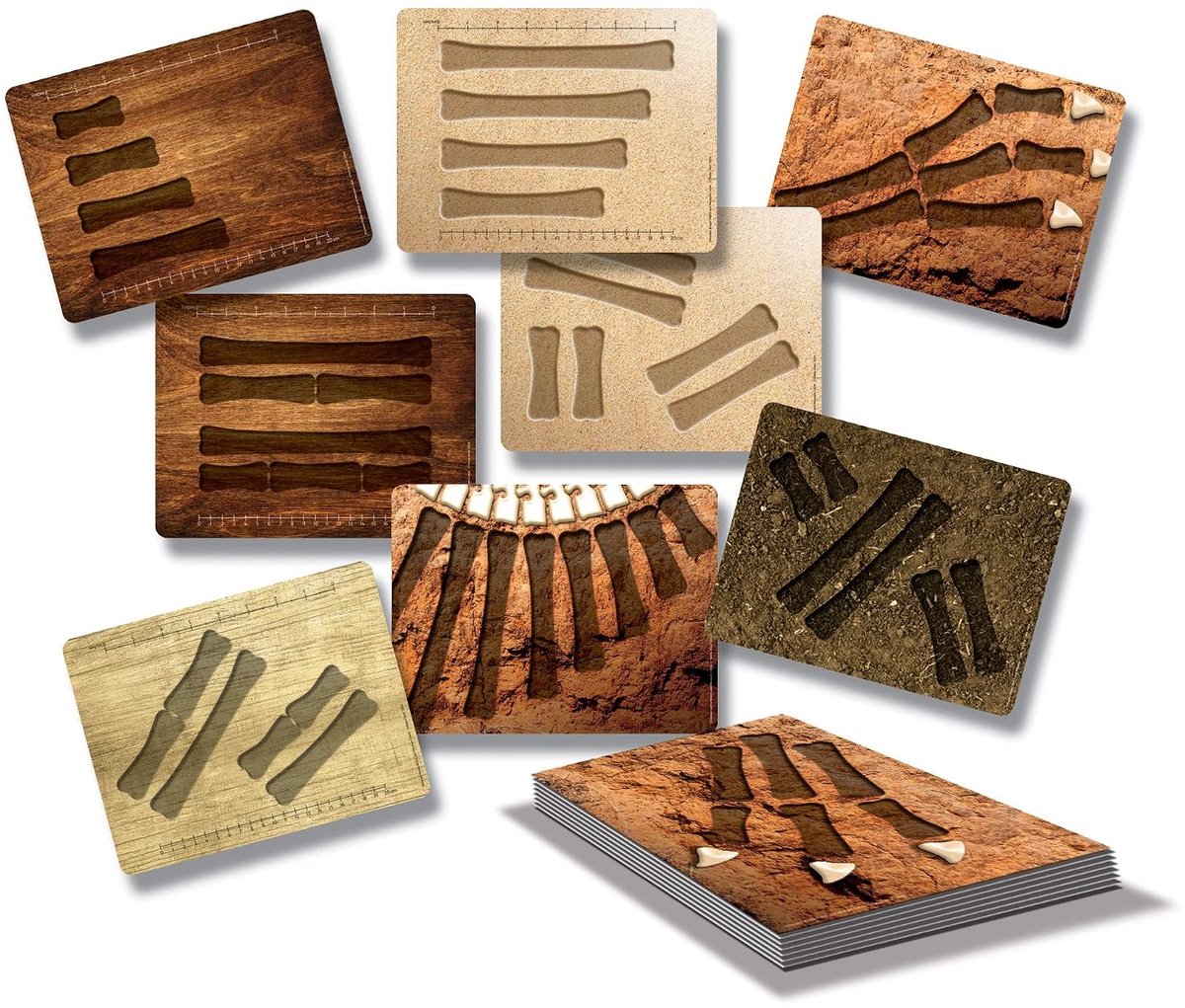 Dinosaur Bones Match and Measuring Card Set - ShopVlot
